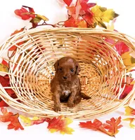 Ms Sunday , a female Poodle - Miniature  and Miniature Goldendoodle for sale in Orlando, FL – 1 of 2
