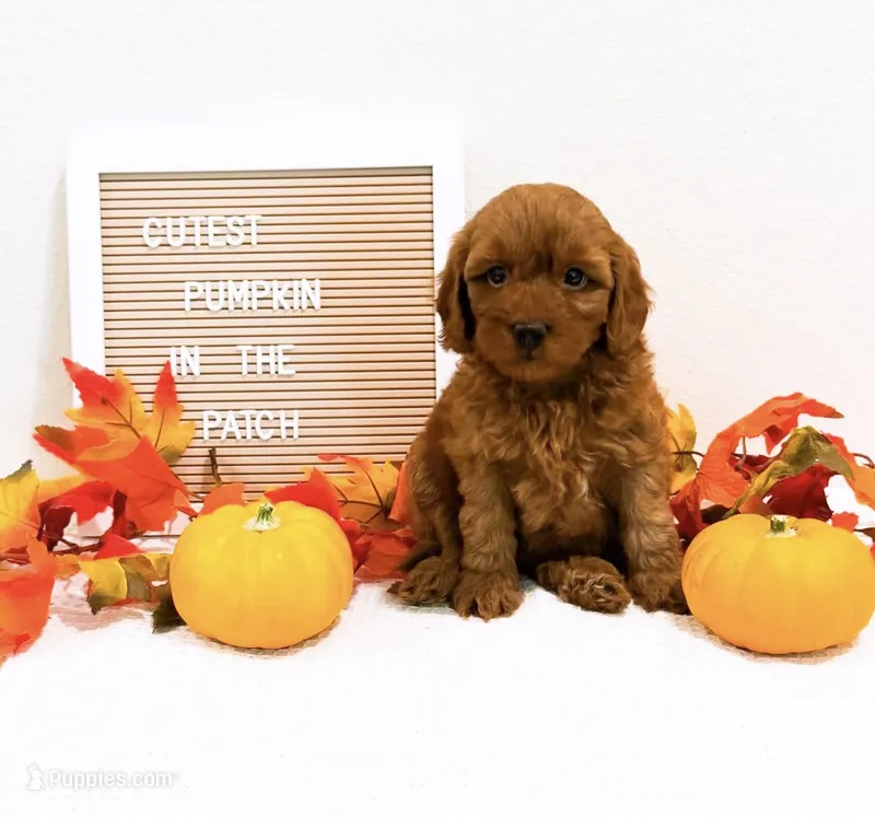 Ms Tuesday – Miniature Goldendoodle puppy for sale in Orlando, FL