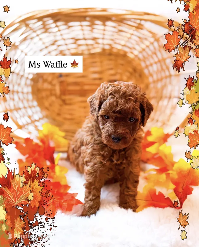 Waffle  – Miniature Goldendoodle puppy for sale in Orlando, FL