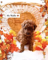 Waffle , a female Miniature Goldendoodle for sale in Orlando, FL – 1 of 1
