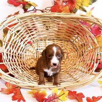 Monday , a female Miniature Goldendoodle for sale in Orlando, FL – 3 of 3