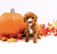Ms Orange , a female Goldendoodle and Miniature Goldendoodle for sale in Orlando, FL – 1 of 1