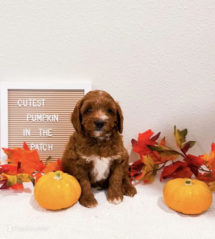Mr Friday  – Miniature Goldendoodle puppy for sale in Orlando, FL