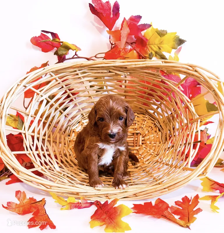 Mr Friday  – Poodle - Miniature , Miniature Goldendoodle puppy for sale in Orlando, FL