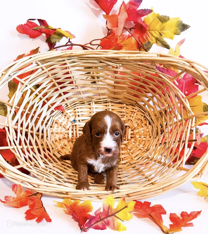 Ms Monday – Miniature Goldendoodle puppy for sale in Orlando, FL