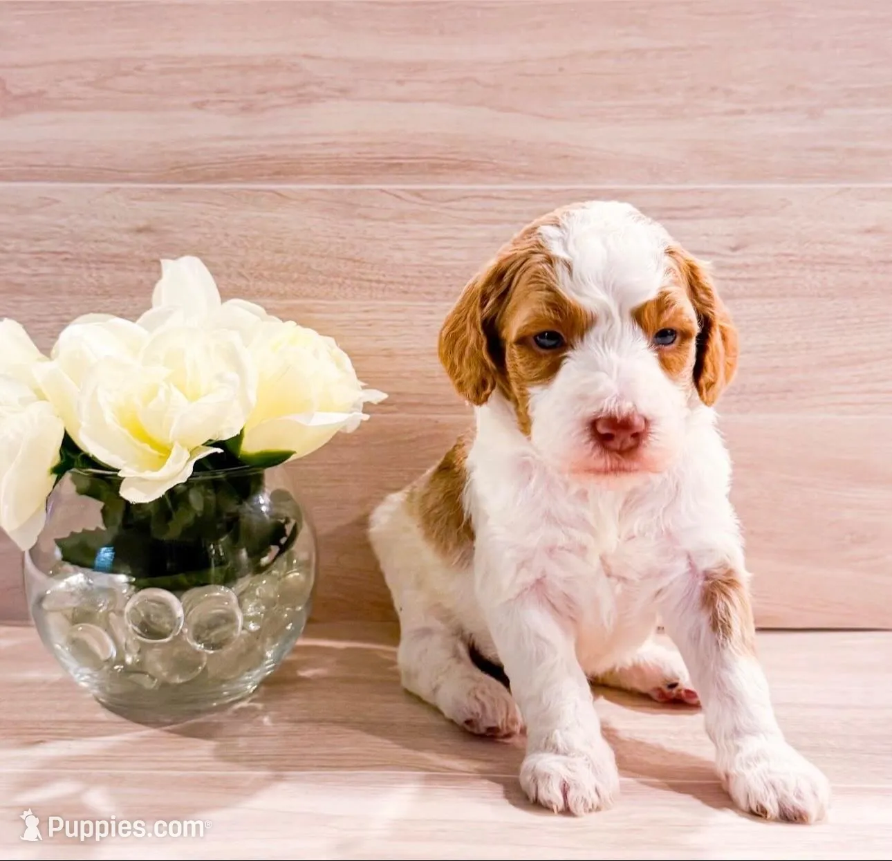 Clementine, a female Goldendoodle for sale in Orlando, FL – Photo 1 of 2