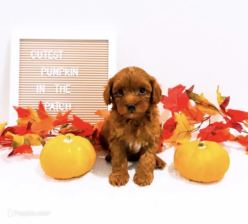 Ms Sunday  – Miniature Goldendoodle puppy for sale in Orlando, FL