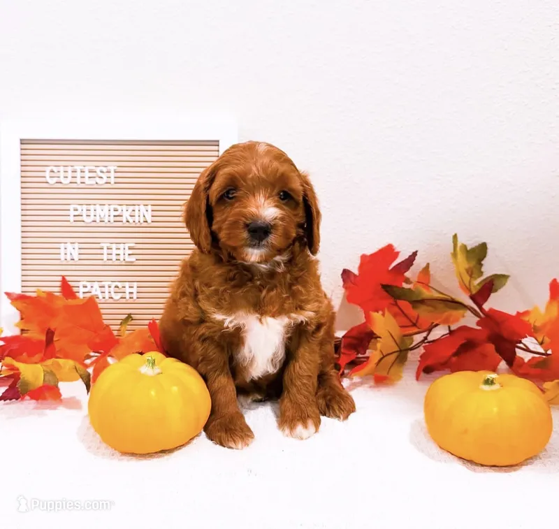 Mr Friday  – Miniature Goldendoodle puppy for sale in Orlando, FL