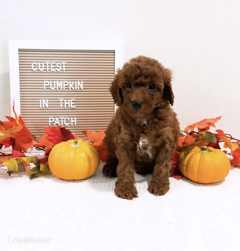 Mr Saturday  – Miniature Goldendoodle puppy for sale in Orlando, FL