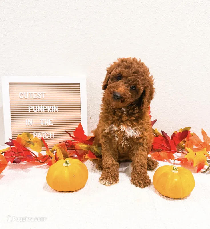 Muffin  – Miniature Goldendoodle puppy for sale in Orlando, FL