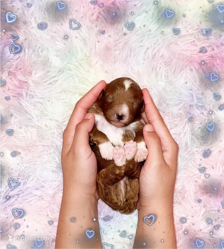 Cappuccino  – Poodle - Miniature  puppy for sale in Orlando, FL