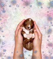 Cappuccino , a male Poodle - Miniature  for sale in Orlando, FL – Photo 1 of 2