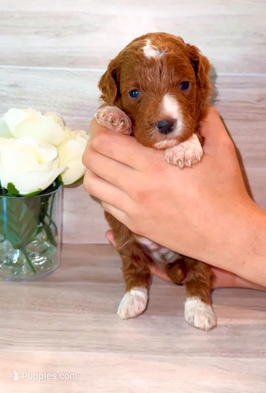 Cappuccino  – Poodle - Miniature  puppy for sale in Orlando, FL