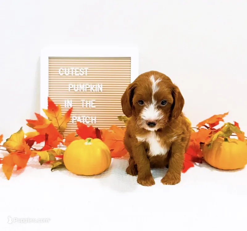 Monday  – Miniature Goldendoodle puppy for sale in Orlando, FL