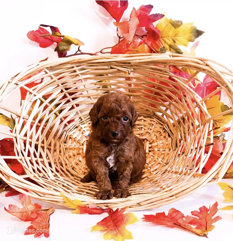 Mr Saturday  – Poodle - Miniature , Miniature Goldendoodle puppy for sale in Orlando, FL
