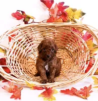 Mr Saturday , a male Poodle - Miniature  and Miniature Goldendoodle for sale in Orlando, FL – 1 of 2