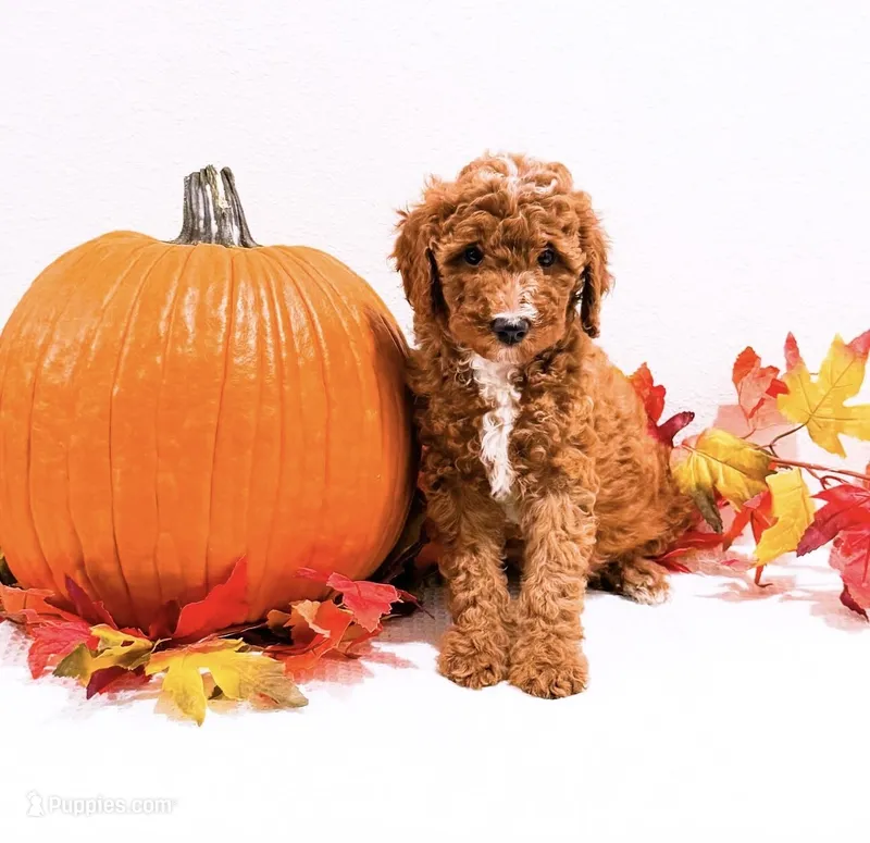 Ms Pink – Goldendoodle, Miniature Goldendoodle puppy for sale in Orlando, FL
