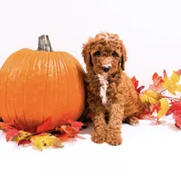 Ms Pink, a female Goldendoodle and Miniature Goldendoodle for sale in Orlando, FL – 1 of 1