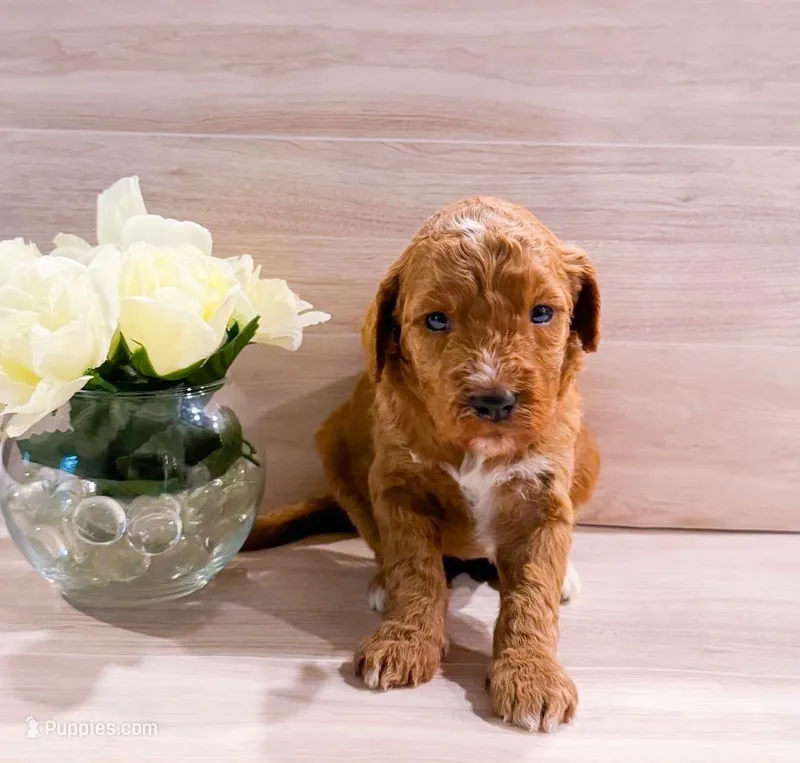 Peaches – Goldendoodle puppy for sale in Orlando, FL