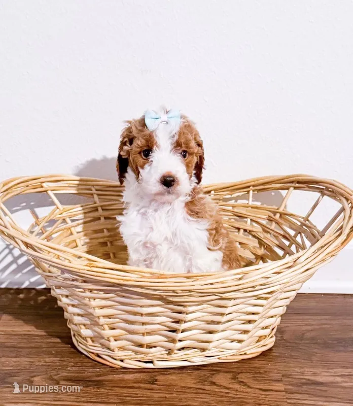 Apple  – Goldendoodle puppy for sale in Orlando, FL