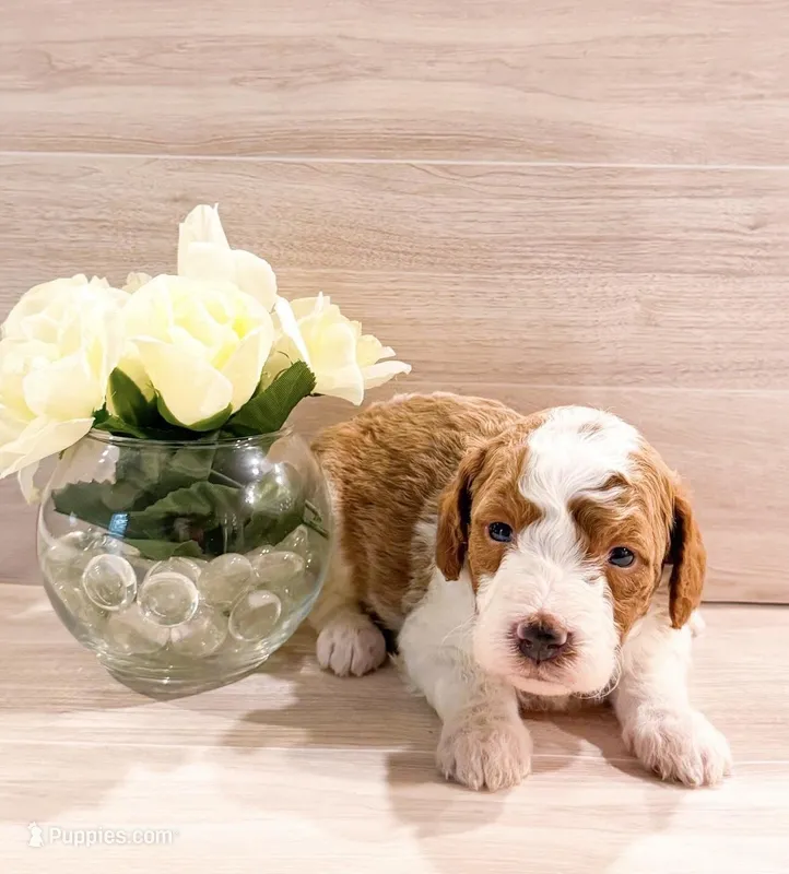Apple  – Goldendoodle puppy for sale in Orlando, FL