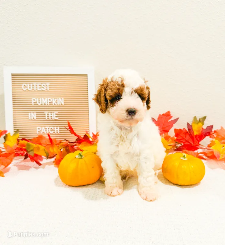 Crow  – Poodle - Miniature  puppy for sale in Orlando, FL