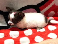 Ringo , a male Chihuahua for sale in Ridgeville, SC – Photo 5 of 9