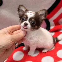 Ringo , a male Chihuahua for sale in Ridgeville, SC – Photo 3 of 9