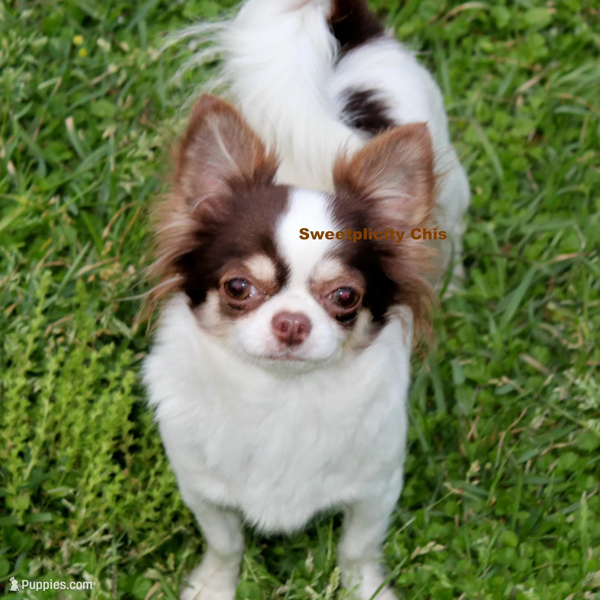 Ringo , a male Chihuahua for sale in Ridgeville, SC – Photo 8 of 9
