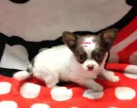 Ringo , a male Chihuahua for sale in Ridgeville, SC – Photo 4 of 9