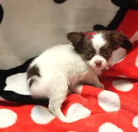 Ringo , a male Chihuahua for sale in Ridgeville, SC – Photo 7 of 9