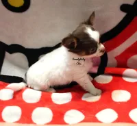 Ringo , a male Chihuahua for sale in Ridgeville, SC – Photo 6 of 9