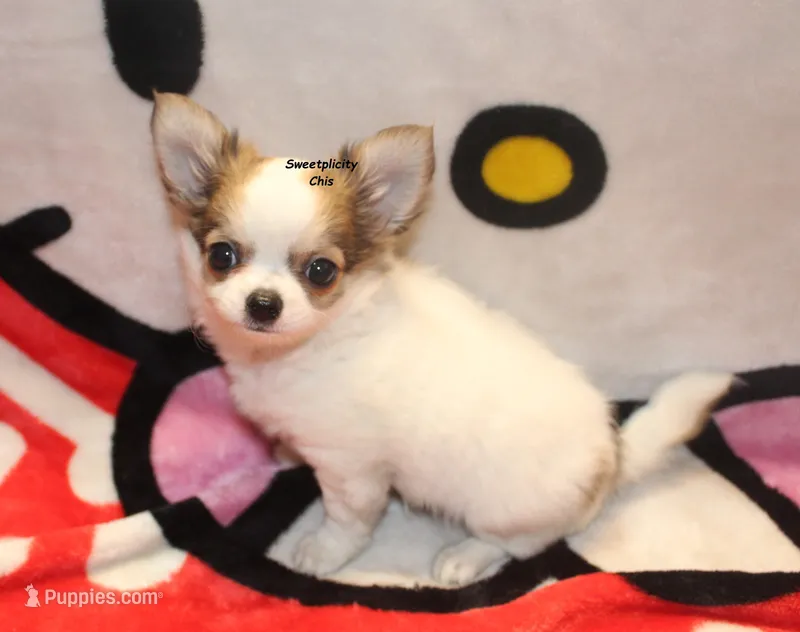 Spot – Chihuahua puppy for sale in Ridgeville, SC