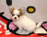 Spot, a male Chihuahua for sale in Ridgeville, SC – Photo 1 of 8