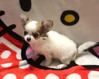 Spot, a male Chihuahua for sale in Ridgeville, SC – Photo 5 of 8