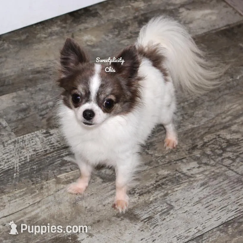 Spot, a male Chihuahua for sale in Ridgeville, SC – Photo 8 of 8