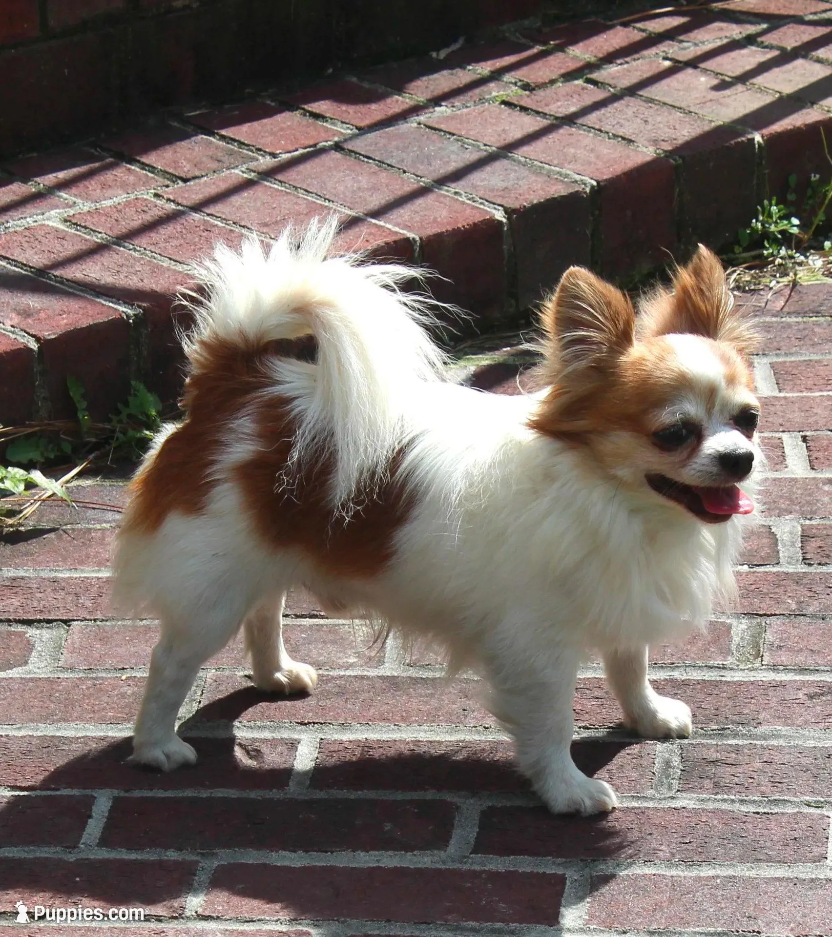 Casey red sable & white, a male Chihuahua for sale in Ridgeville, SC – Photo 10 of 10