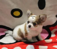 Spot, a male Chihuahua for sale in Ridgeville, SC – Photo 3 of 8