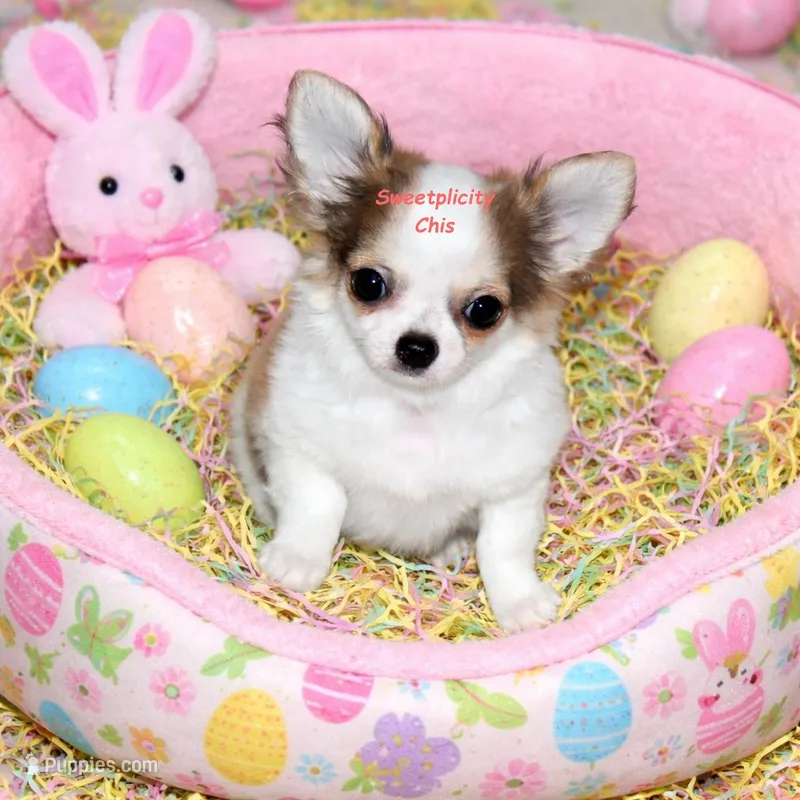 Casey red sable & white, a male Chihuahua for sale in Ridgeville, SC – Photo 1 of 10