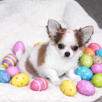 Casey red sable & white, a male Chihuahua for sale in Ridgeville, SC – Photo 3 of 10