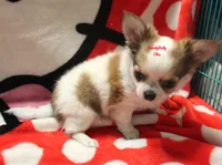 Spot, a male Chihuahua for sale in Ridgeville, SC – Photo 2 of 8