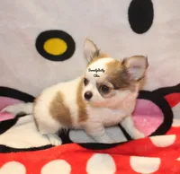 Spot, a male Chihuahua for sale in Ridgeville, SC – Photo 4 of 8