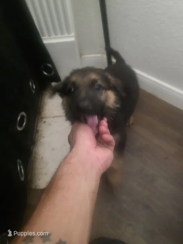 Skrill – German Shepherd Dog puppy for sale in Temple, TX