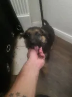Skrill, a male German Shepherd Dog for sale in Temple, TX – 1 of 2