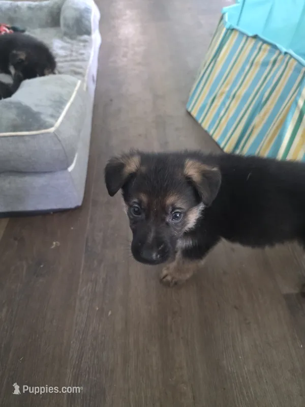 Rider – German Shepherd Dog puppy for sale in Temple, TX