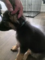 Seashocker, a male German Shepherd Dog for sale in Temple, TX – 2 of 2