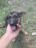 Toothless, a male German Shepherd Dog for sale in Temple, TX – 2 of 2