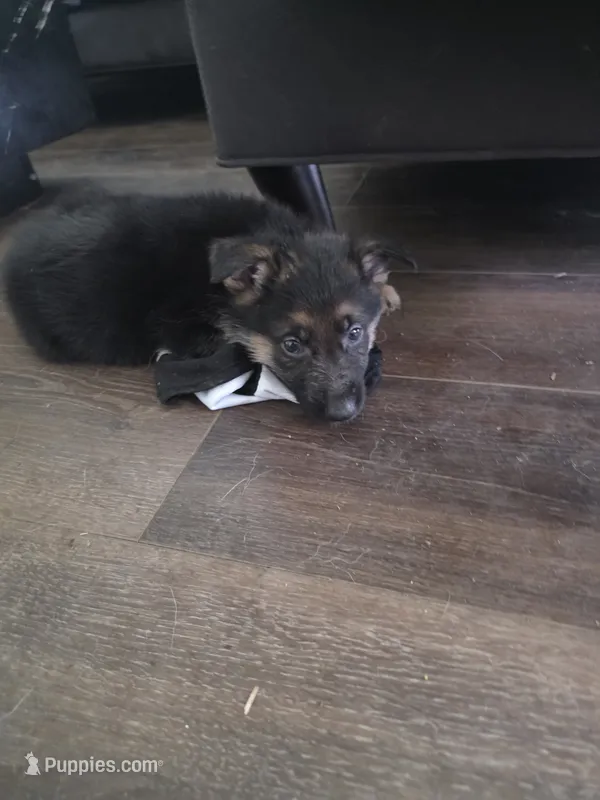 Zack – German Shepherd Dog puppy for sale in Temple, TX