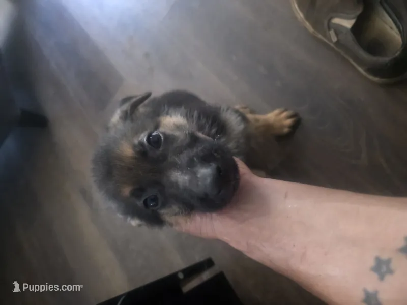 Stormfly – German Shepherd Dog puppy for sale in Temple, TX