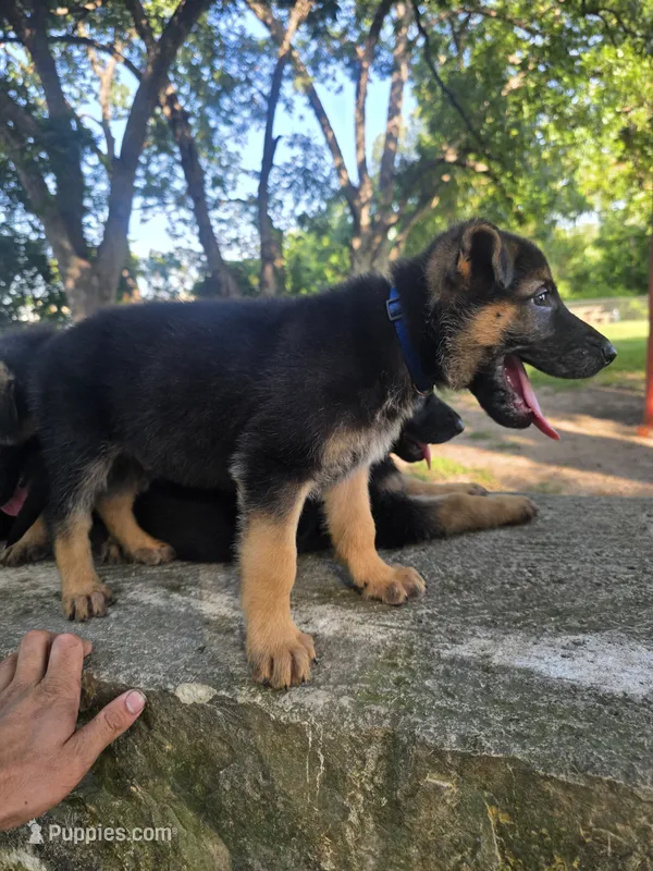 Robin – German Shepherd Dog puppy for sale in Temple, TX